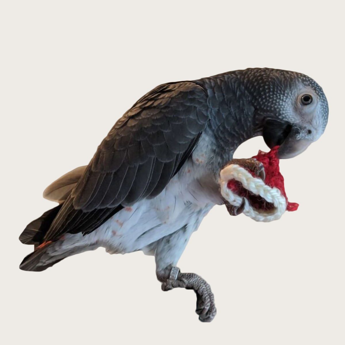 Taxes, the Houtz CPA office mascot